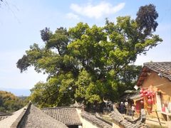 -杨家堂村