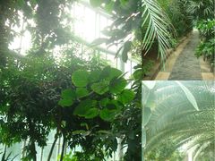 -郑州植物园