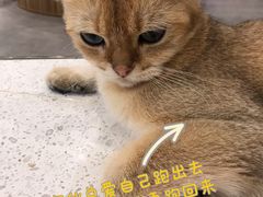-飞行喵MR PILOT|猫舍·猫咖(静安大融城店)