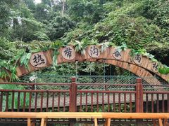 -西双版纳原始森林公园