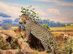 -陕西自然博物馆