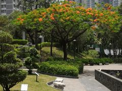 -九龙寨城公园