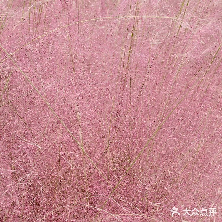 成都小众0元周边游｜在这里看见成都的粉色秋天🍁