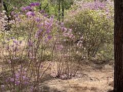 -黑龙江省森林植物园