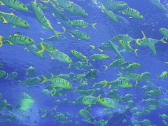 -上海海昌海洋公园
