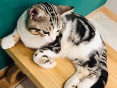 -飞行喵MR PILOT|猫舍·猫咖(静安大融城店)