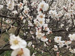-苏州上方山国家森林公园