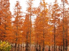 -白鹭湾湿地公园