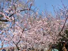 -桃花堤公园