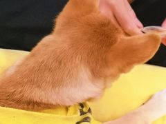 -逗柴咖啡屋·狗咖猫咖宠物桌游