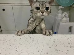 -佳雯宠物医院(金华南路分院)