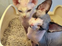 -翊宠yipet猫狗购宠庄园犬舍•猫舍