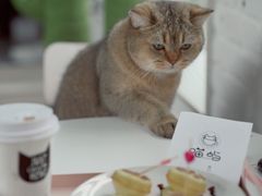 -喵屿·大理花园猫咖