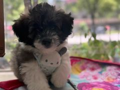 -宠颐生汉谟拉比宠物医院