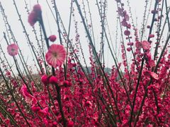 -香雪海