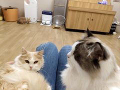 -唐小姐の私宠·宠物洗护美容·撸猫馆·购宠(周浦万达旗舰店)