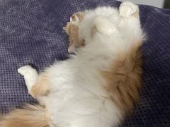 -猫大福·Fortune Cat猫舍(百子湾店)
