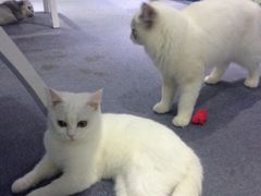 iphone_upload_pic-喵的天空名猫咖啡馆·撸猫·猫舍·用品