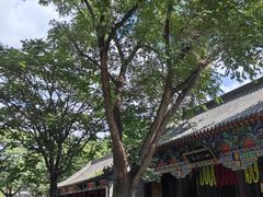 -护国法轮寺