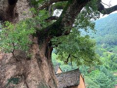 -杨家堂村