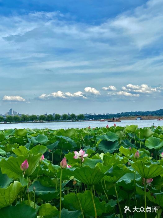 西湖風景名勝區(西湖)圖片