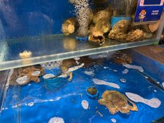 -连鹭海鲜·海肠捞饭·海胆饭(星海店)