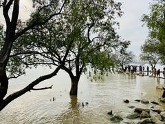 -宝安西湾红树林湿地公园