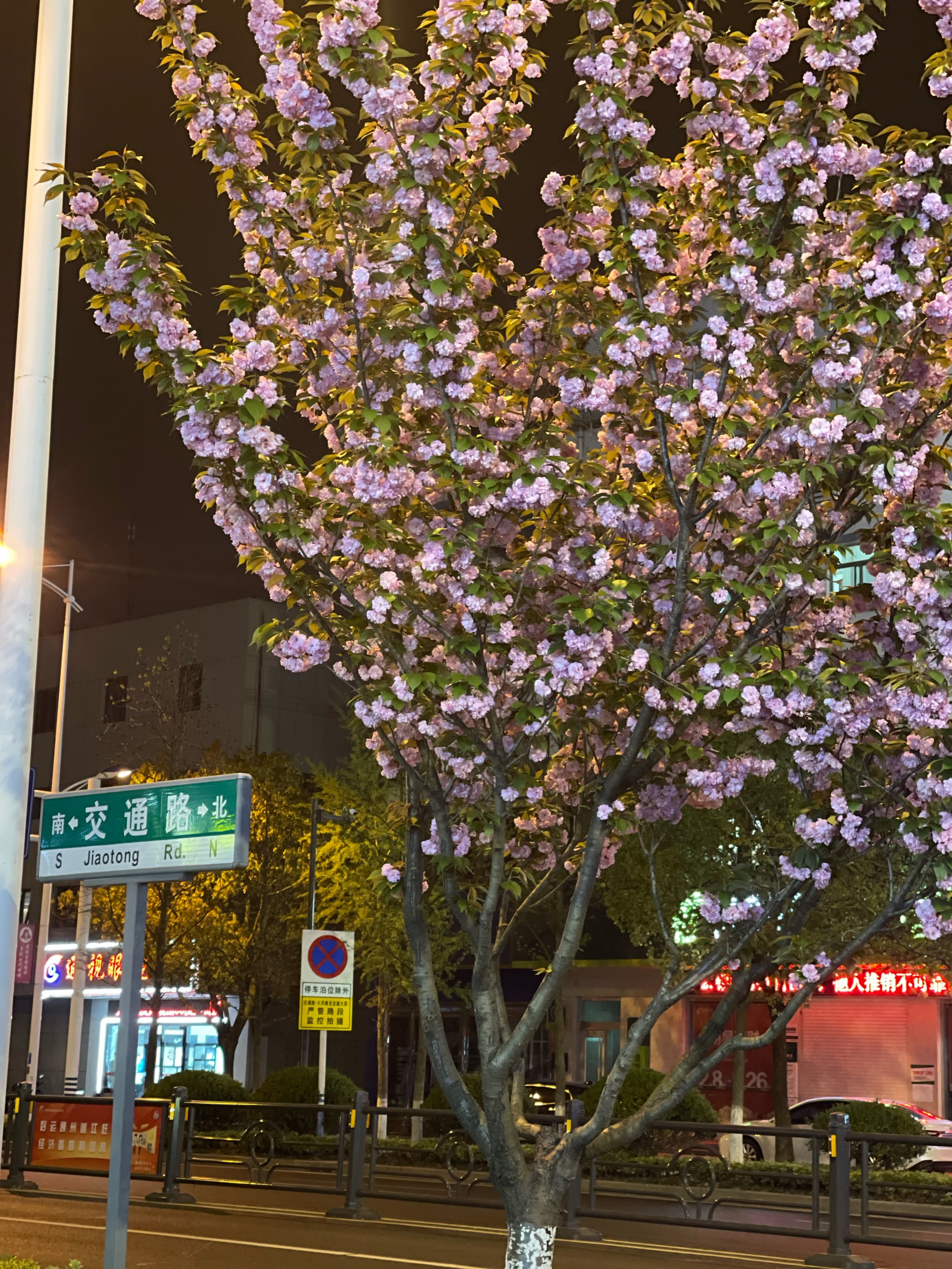 夜晚路边花图片