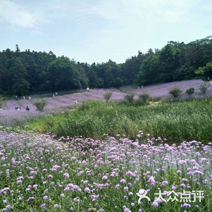 谷裡薰衣草莊園