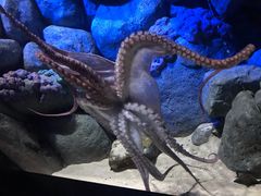 -新加坡海洋生态馆