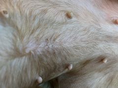 -萌兽医馆·犬猫专科·眼科中心·宠物医院(朝阳门分院)