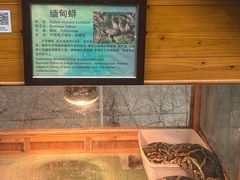 -上海大自然野生昆虫馆(东方明珠·爬宠昆虫探索中心)