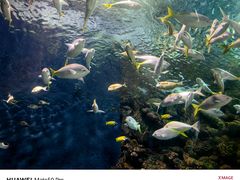 -上海海洋水族馆