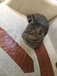 -和良形象