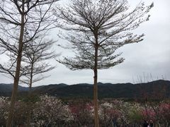 -天适樱花悠乐园