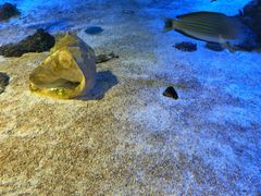 -正宗兰州王师傅麻辣牛肉面(学院新城店)