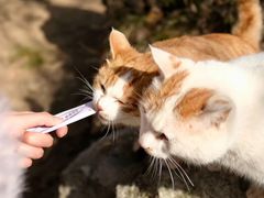 -终南山南五台景区