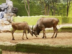 -北京野生动物园