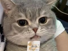 -瑞派宠物医院(搏威敦和院)