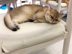 -喵的天空名猫咖啡馆·撸猫·猫舍·用品