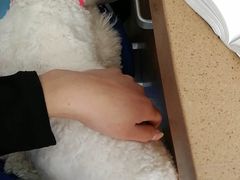 -芭比堂动物医院·犬猫全科·异宠专科(雁塔分院)