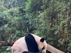 -广州长隆野生动物世界