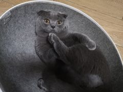 -创凡宠物医院·骨专科  猫科中心(西乡分院)