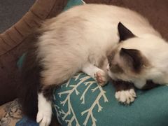 -猫色咖啡·猫咖