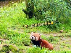 -成都大熊猫繁育研究基地