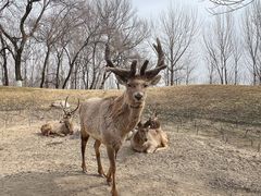 -北京野生动物园