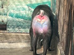 -昆明动物园