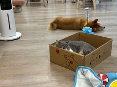 -柴迷FANS CLUB·柴犬狗咖·猫咖