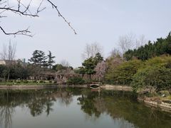 -嘉定紫藤园