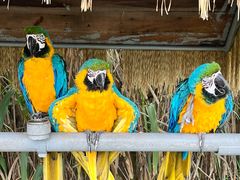 -西霞口神雕山野生动物世界